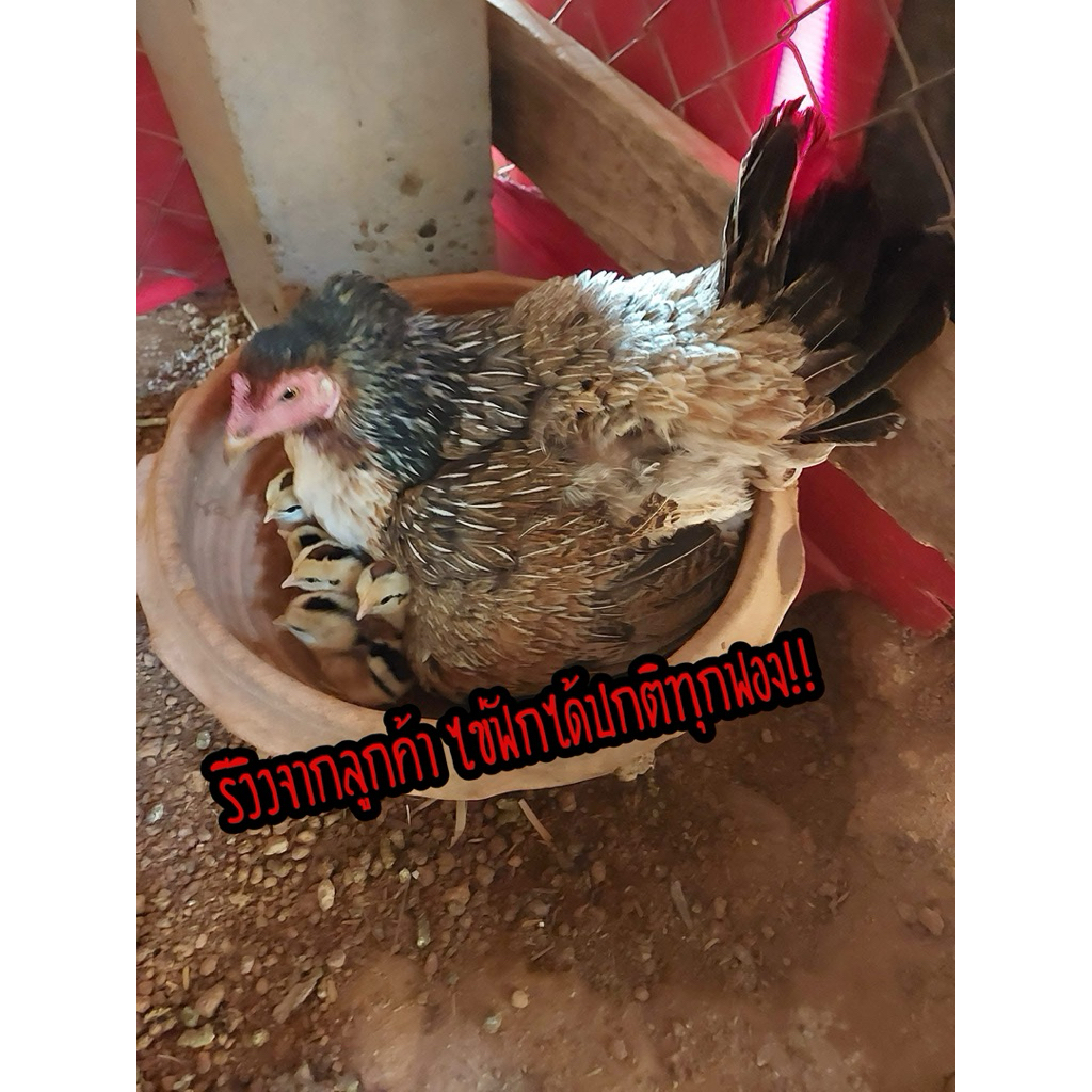 ไข่เชื้อไก่ชน ลูกกุมารจีน รับประกันเชื้อ จัดส่งด่วนทั่วประเทศ ราคา ถูกที่สุด ดีลบีเคเค แกลเลอรีภาพที่ 6