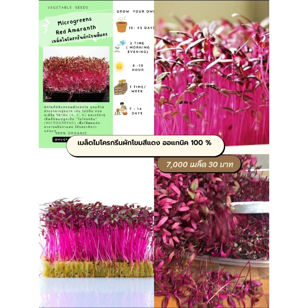 เมล็ดไมโครกรีนผักโขมแดง 7,000 เมล็ด
