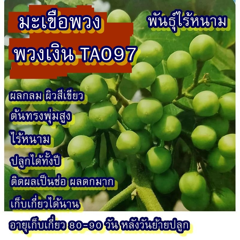 200+ เมล็ด เมล็ดมะเขือพวง พวงเงิน TA097 (ปลูกง่าย อัตรางอก 70% เป็นพันธุ์ไร้หนาม ผลกลม ผิวสีเขียว ลำต้นแข็งแรง ทรงพุ่ม)