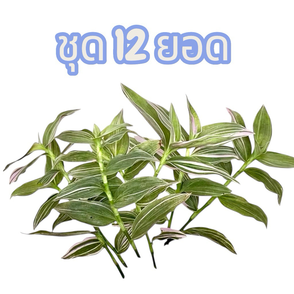 ก้ามปูหลุดด่าง T.fluminensis lavender (กิ่งตัดสด) จำนวน 12 ยอด