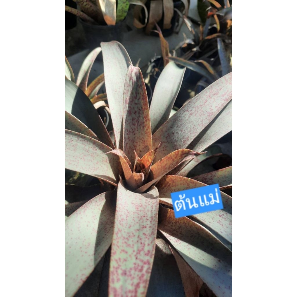 #สับปะรดสีวีเซีย ซอนเดอซี (V.Saundersii) ต้นละ 60 บ.
