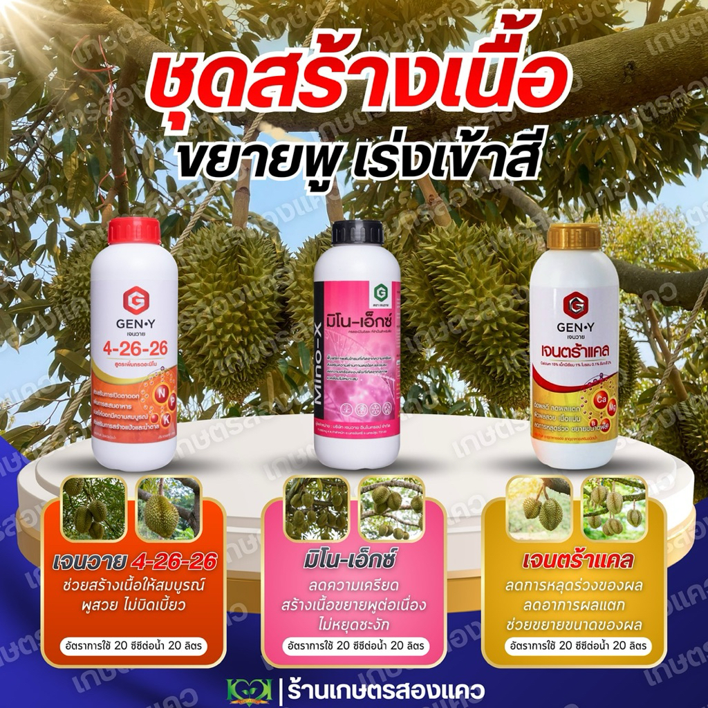 ชุดสร้างเนื้อ ขยายพูเจนวาย : ช่วยบำรุงผลตั้งแต่ระยะสร้างเมล็ด-สร้างเนื้อ ทำให้ขึ้นพูสวย ทรงไม่เบี้ยว ผลโตต่อเนื่อง