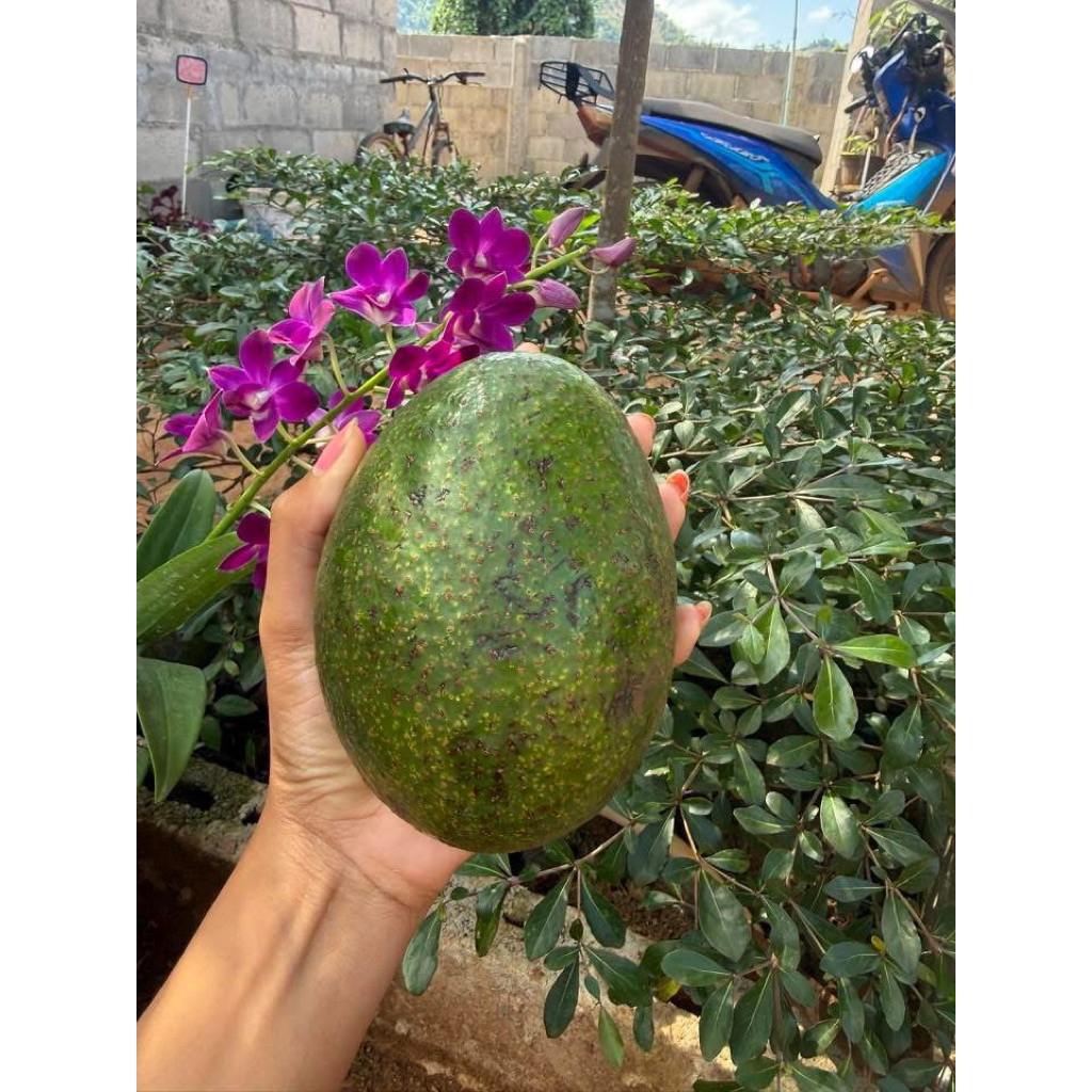 อโวคาโด้พื้นเมืองจำนวน1กิโลเนื้อเเน่นมันเนย - รูปที่ 2