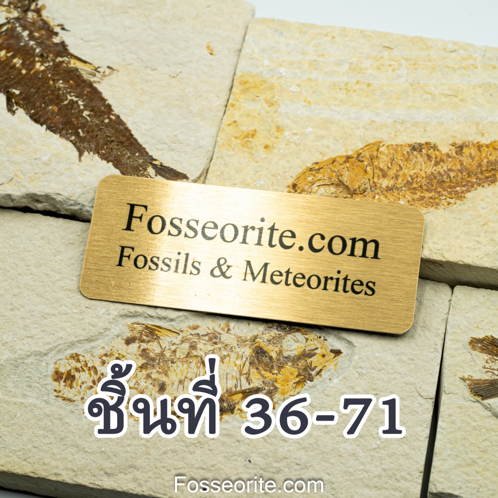 [No.36-71 เลือกชิ้นได้] ฟอสซิล Fish Fossil from Green River Formation, Wyoming นำเข้าจาก USA พร้อมใบ