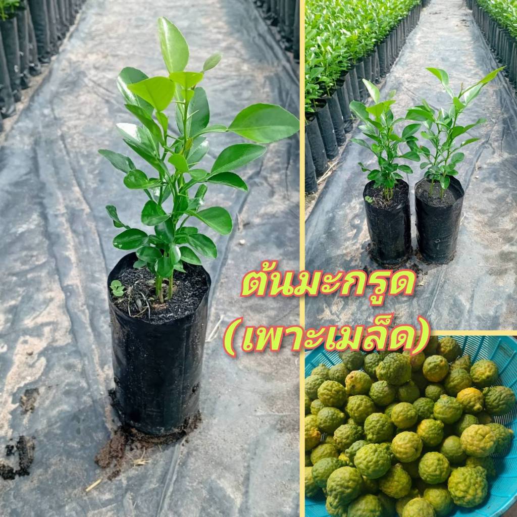 ต้นมะกรูดหอมตัดใบใบหอมดับกลิ่นคาว ชุด 3 ต้น แบบเพาะเม็ด