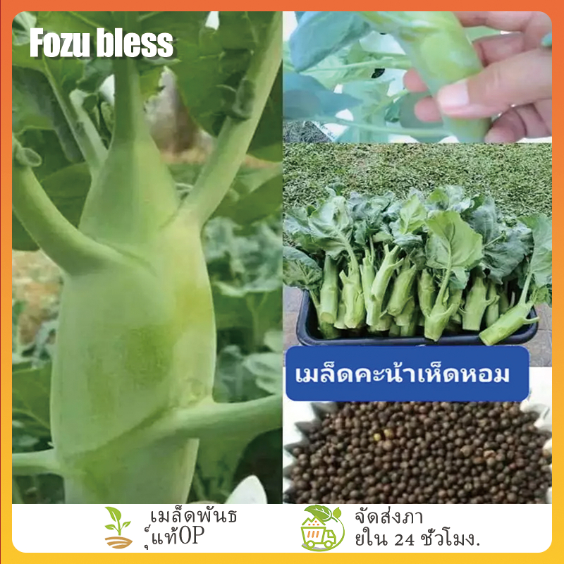FOZU  คะน้าเห็ดหอม 400 เมล็ด เมล็ดพันธุ์ผัก คะน้าต้นใหญ่ เมล็ดผักสวนครัว