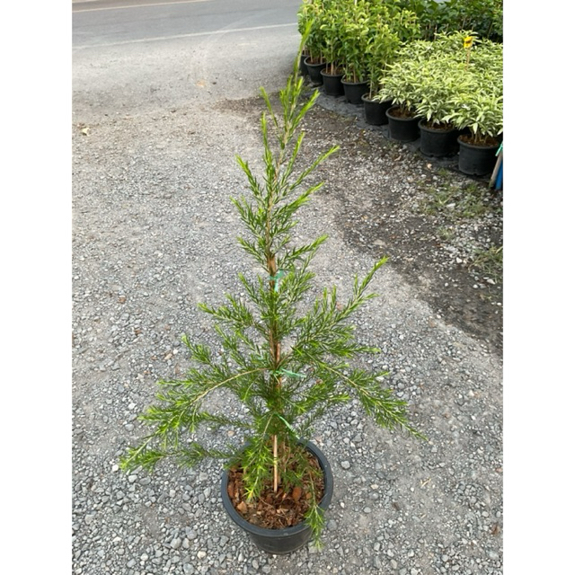 ต้นสนทรีทีออย สนทรีทีออยล์ Tea tree oil (กระถาง 10 นิ้ว)