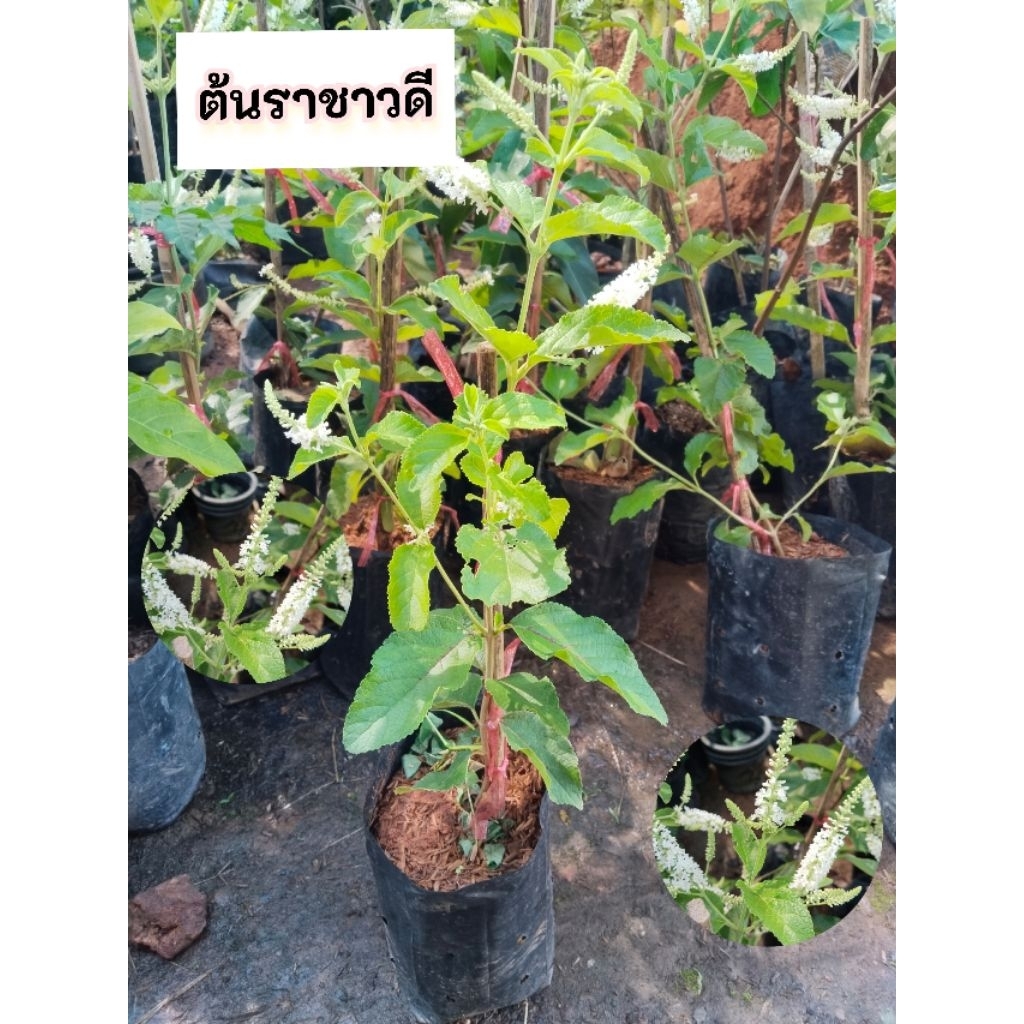 ต้นราชาวดี   ราชาวดี ดอกหอม