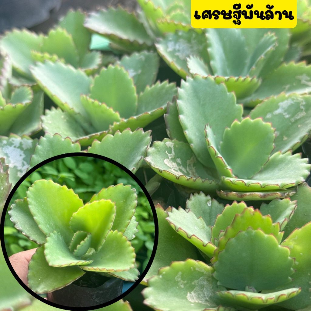 🌿เศรษฐีพันล้าน🌿 ต้นเศรษฐีพันล้าน ไม้มงคล เรียกทรัพย์ เสริมโชคลาภ ความร่ำรวย ขายพร้อมถุงชำ รากเต็มพร้อมปลูก