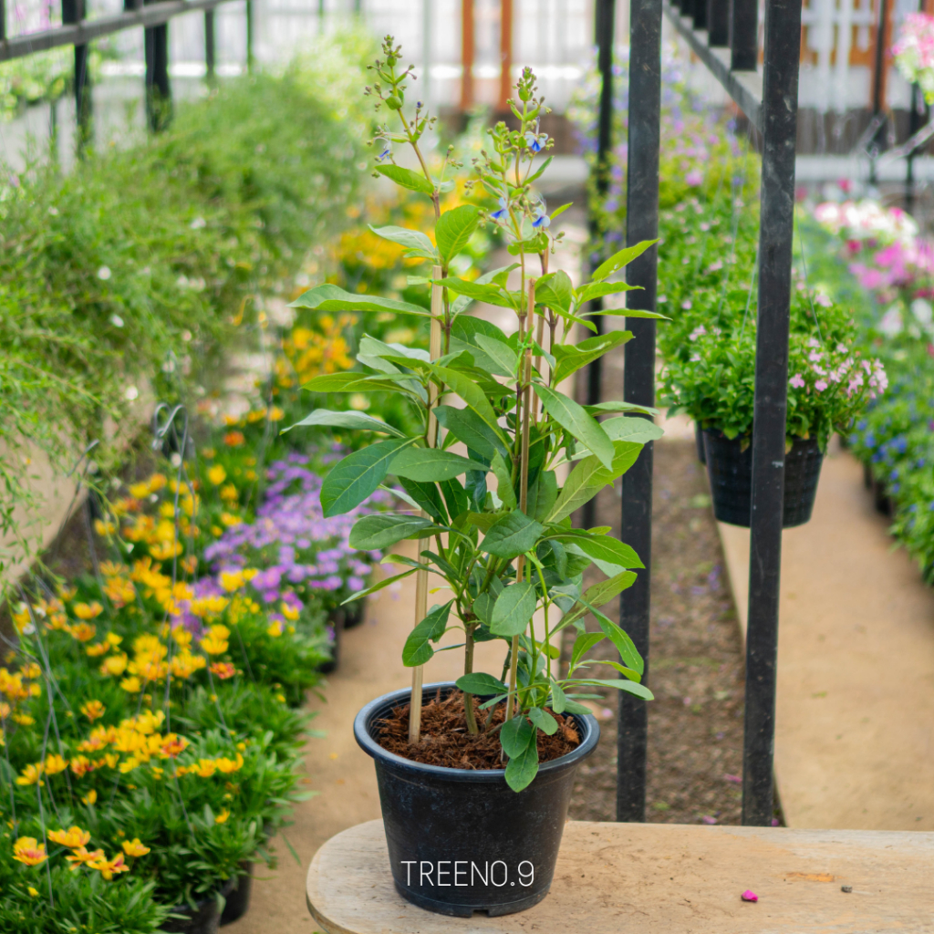 Treeno.9 ดอกผีเสื้อแสนสวย Rotheca Myricoides 11 นิ้ว สูง 40-50 ซม. ดอกไม้กินได้ ไม้ดอก ไม้ประดับ ไม้มงคล
