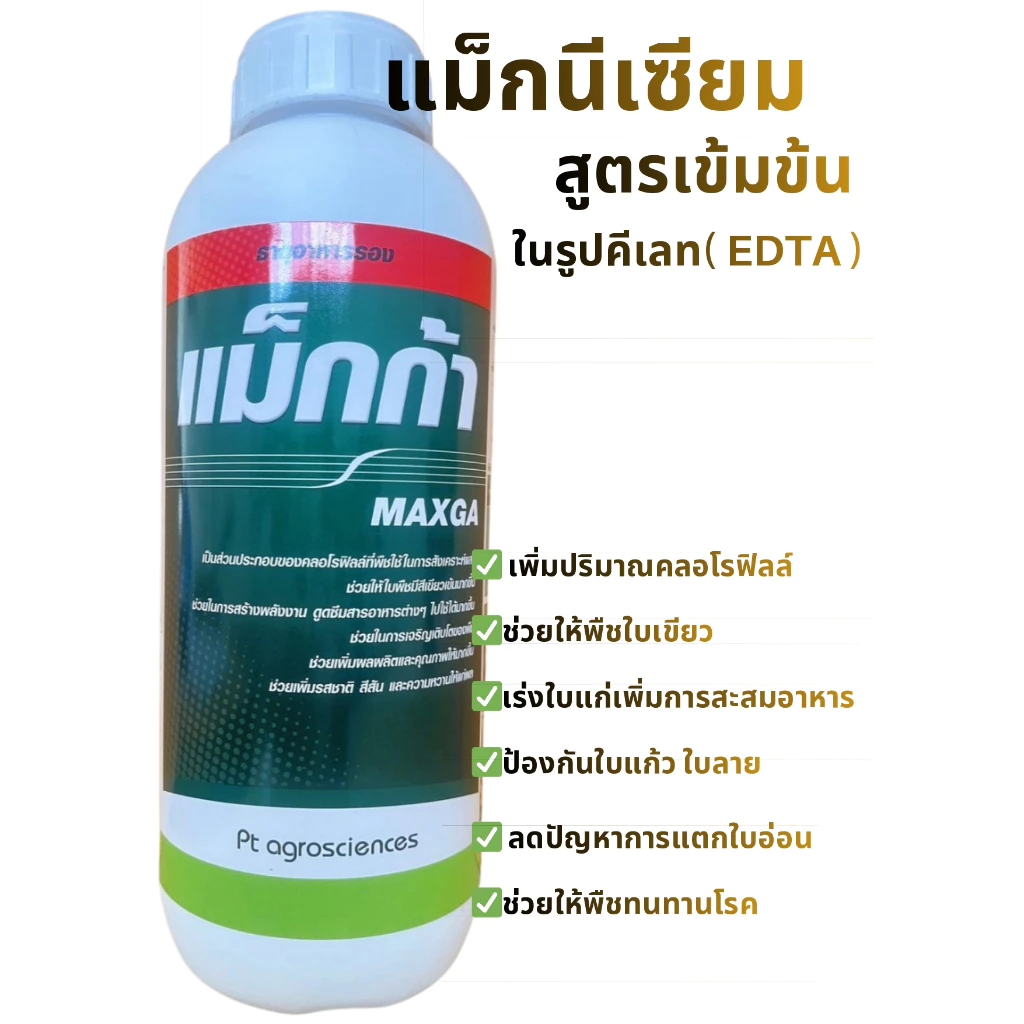เเม็กนีเซียม 🌱🌱(แม็กก้า) สูตรเข้มข้นในรูปคีเลท( EDTA )+อะมิโน ช่วยให้ใบพืชเขียวเข้ม ธาตุอาหารรอง ธาตุเสริม 1ลิตร