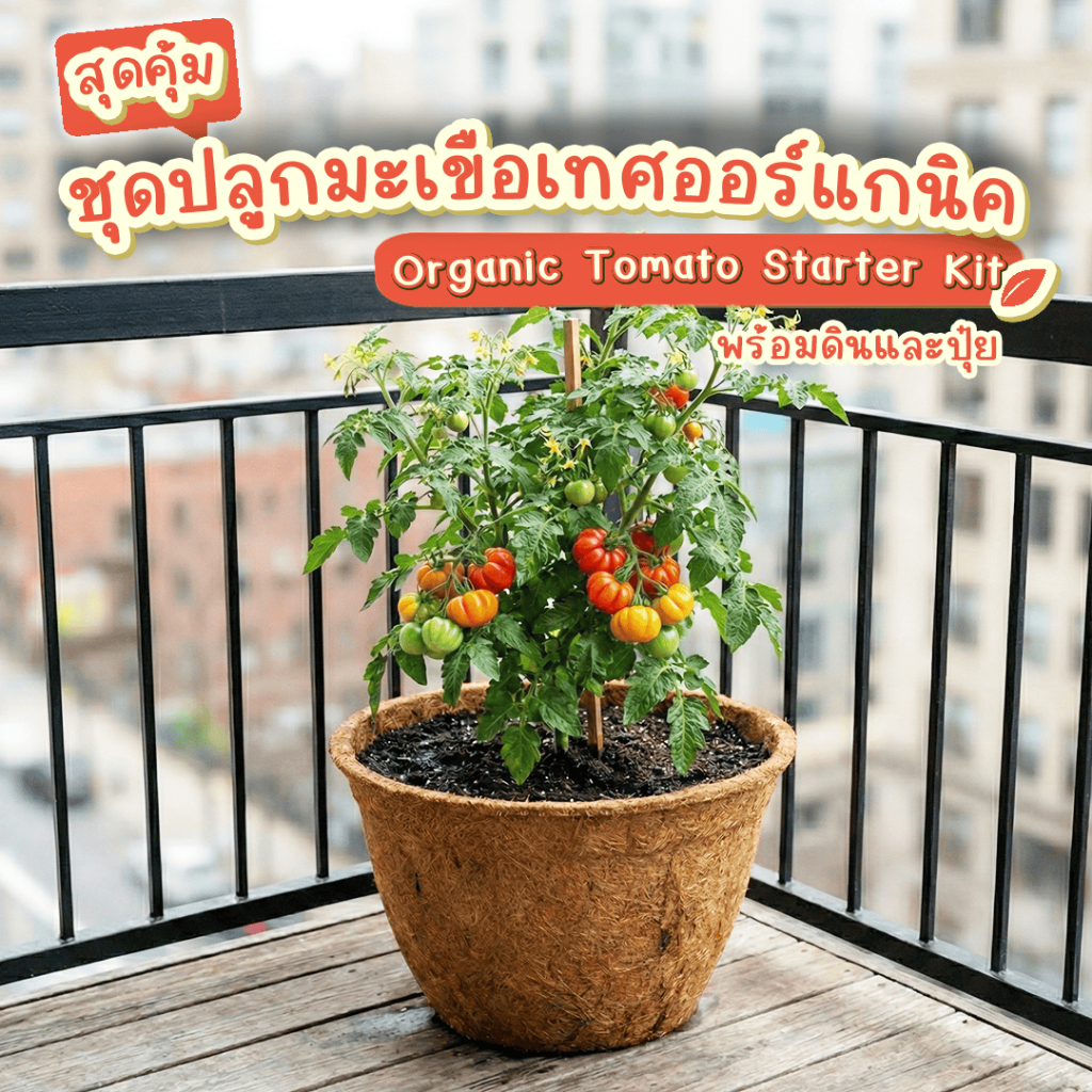 ชุดพร้อมปลูก มะเขือเทศ 100% ออร์แกนิค Non-GMO ปลูกง่าย ทั้งในกระถางและลงดิน สำหรับมือใหม่ |Organic Tomato Growing Kit]
