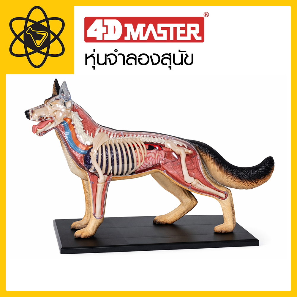4D Vision หุ่นจำลองสุนัข 4 มิติ