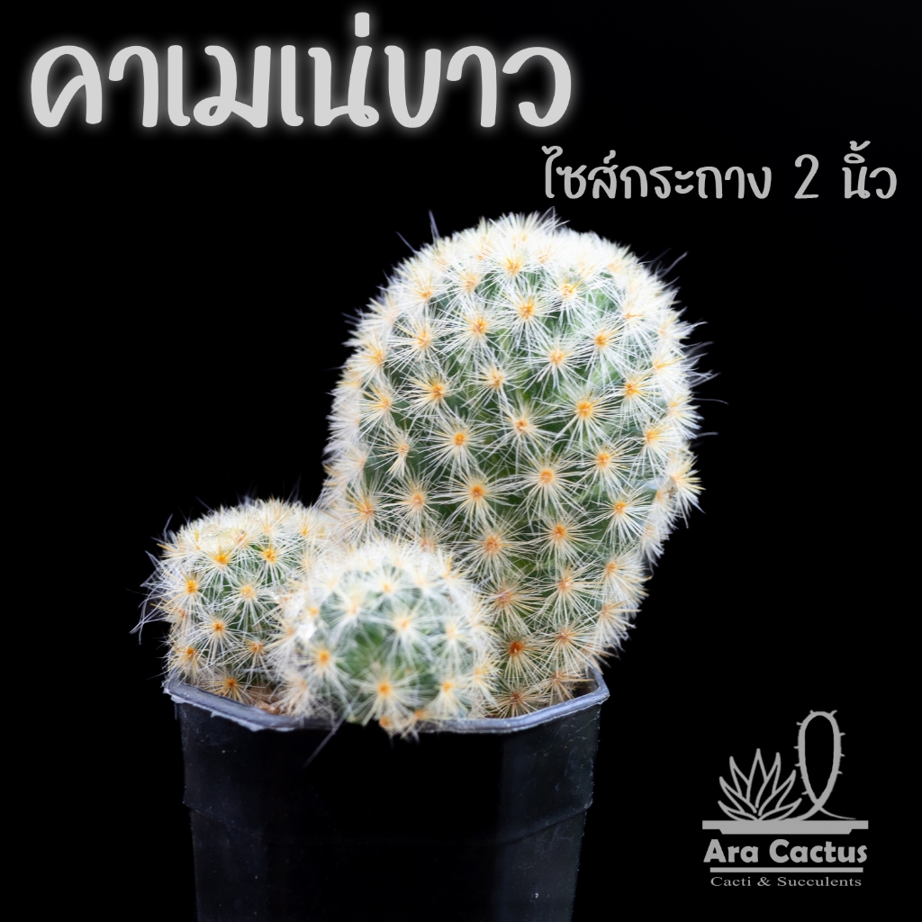 SALE! แมมคาเมเน่ขาวอมเหลือง Mammillaria carmenae ไซส์กระถาง 2 นิ้ว แคคตัส แคนตัส กระบองเพชร ตะบองเพชร ต้นไม้ประดับ
