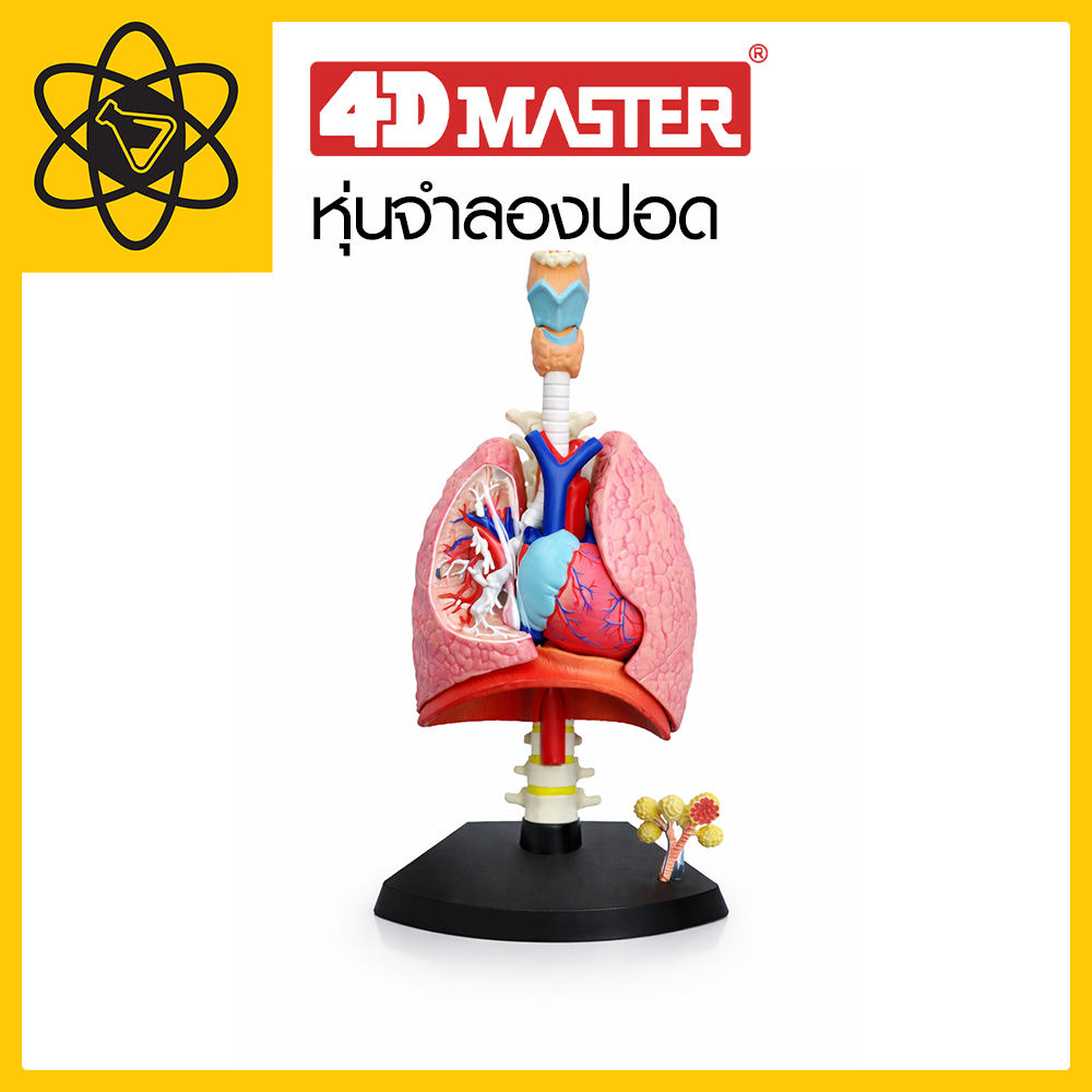 4D Vision หุ่นจำลองปอด 4  มิติ