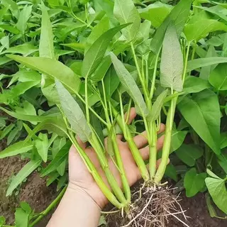 เมล็ด เมล็ดพันธุ์ผักบุ้งแก้ว เมล็ดผักบุ้งแก้ว พันธุ์สามแฉก งอกดี โตเร็ว ยอดอ่อน สำหรับสวนครัว