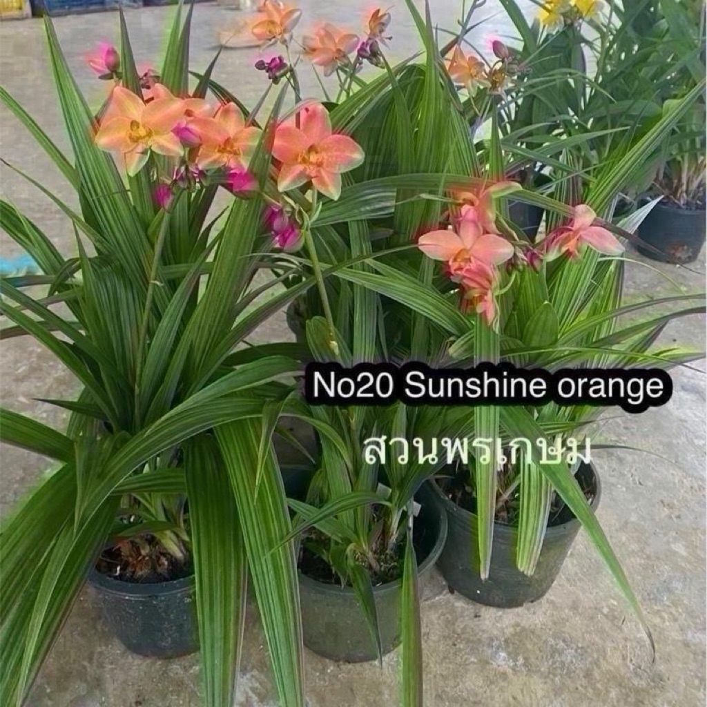 กล้วยไม้ดิน6ต้น6สีสวยๆ-ชุดสีหวานๆ(จัดส่งแบบแกะต้นไม่มีดอก)เลี้ยงง่ายดอกบานนานทน1-3เดือน - รูปที่ 4