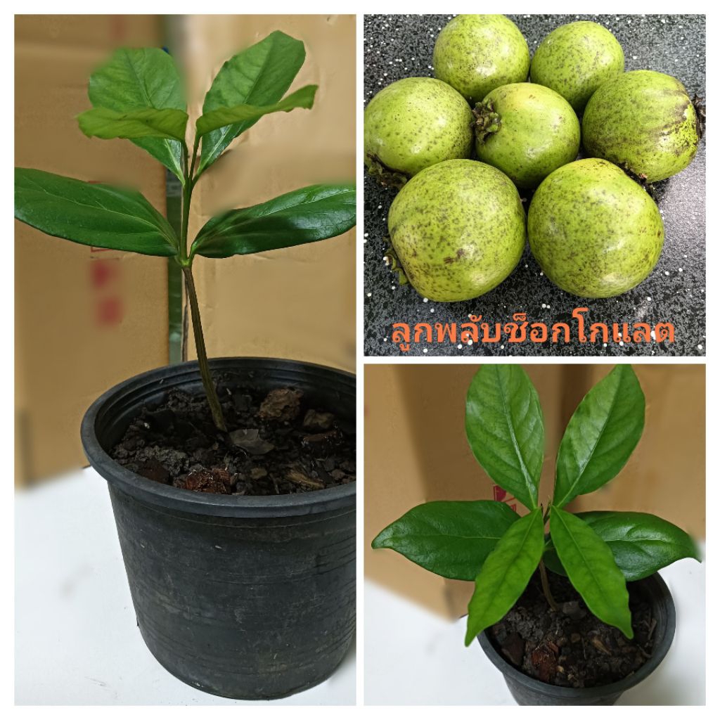 ต้นลูกพลับช็อกโกแลต (Black Sapote) (เพาะเมล็ด) สูง 20-50 ซม.