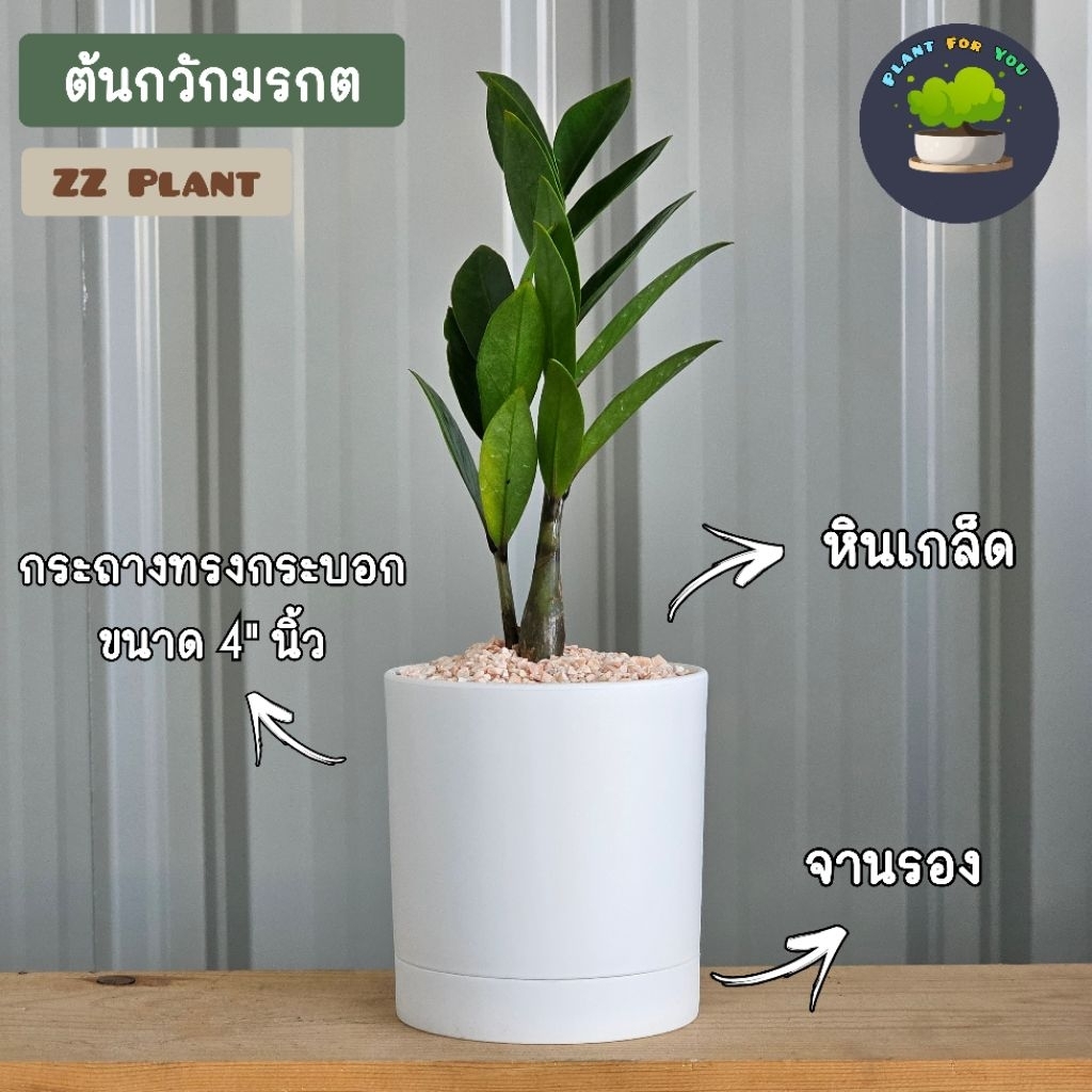 💤ต้นกวักมรกต"ZZ Plant" (ไซส์เล็ก Size S) ต้นสูง10-15ซม. พร้อมกระถาง ครบชุดพร้อมปลูก (ต้นไม้ฟอกอากาศ)
