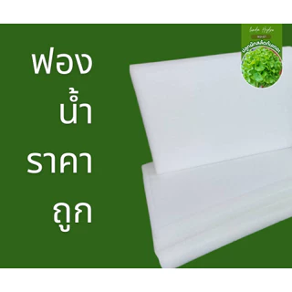 ฟองน้ำเพาะเมล็ด ฟองน้ำปลูกผักไฮโดรโปนิกส์ 96 ช่อง และ 117 ช่อง เลือกได้