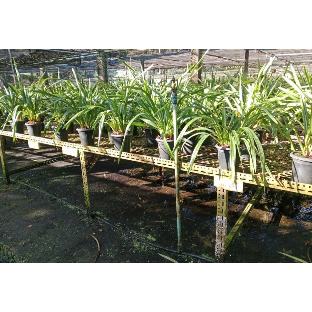 ซิมบิเดียม สีดอกตรงปก ลูกผสมดอกแดง 420 กระถางที่จัดส่งไม่มีดอก - รูปที่ 5