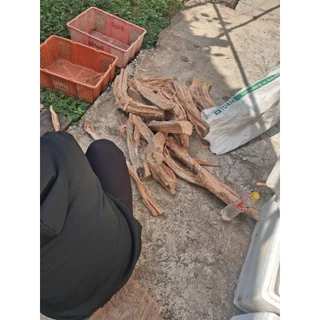 ไม้เกี๊ยะจุดไฟใช้ไม้สนจากสวนบนดอยติดไฟง่ายมียางเยอะ