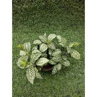 ต้นพรมออสเตรเลียลายขาว [ Fittonia ]ไม้ในกระถาง3"