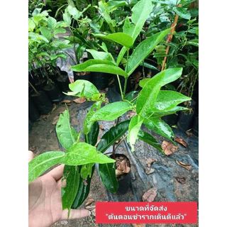 ต้นชมพู่เขียวหยกแบบกิ่งตอน