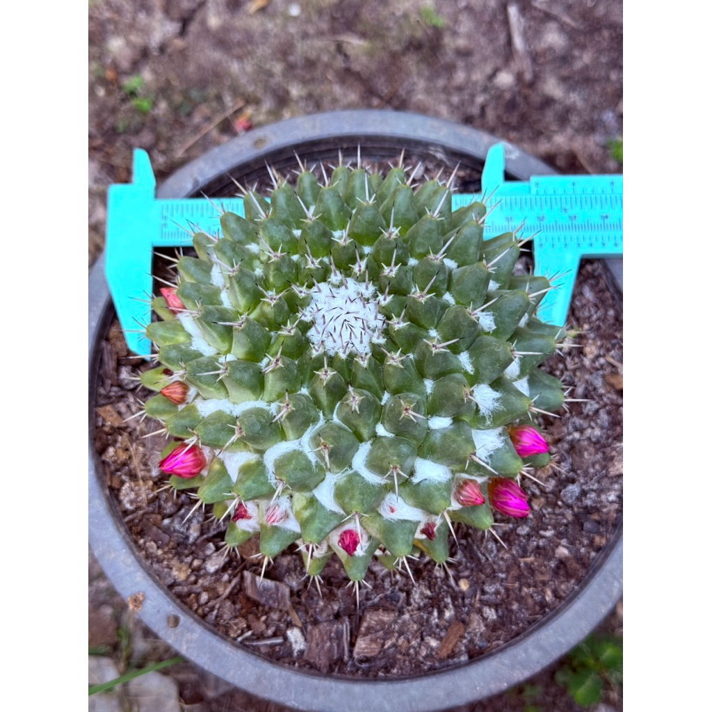 กระบองเพชรไซต์ แคคตัส สายพันธุ์แมมหนามทุเรียน (Mammillaria magnimamma) ดอกชมพู ไซส์แม่พันธุ์ ต้นใหญ่ ปลูกในกระถาง 6 นิ้ว