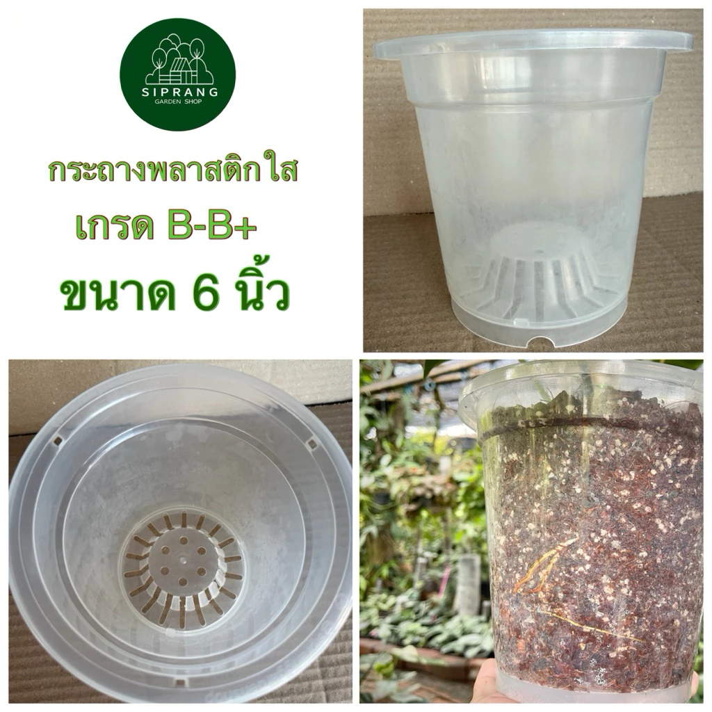 กระถางใส/กระถางพลาสติกใส เกรด B-B+ ขนาด 6 นิ้ว Siprang Garden Shop 🪴 สำหรับต้นไม้ที่คุณรัก ❤️