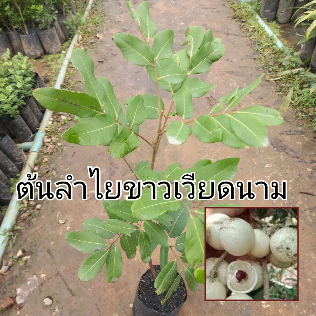 ต้นลำไยขาวเวียดนาม หรือที่เรียกกันว่า ลำไยพวงระย้า เนื้อสีขาวใส, เมล็ดเล็ก, และมีรสชาติ หวานจัด เนื้อแน่น หวานกรอบ