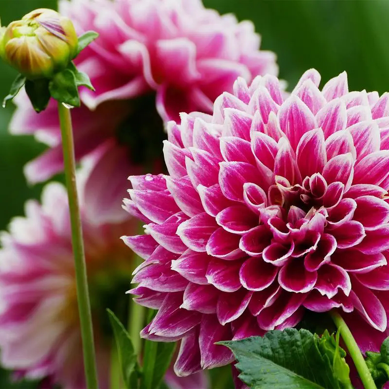 100เมล็ด Dahlia Flower Seeds เมล็ดพันธุ์ ดอกรักเร่คละสี การันตีอัตรางอก เมล็ดพันธุ์ดอกไม้ ไม้ประดับ พันธุ์ดอกไม้ บอนสี - รูปที่ 5