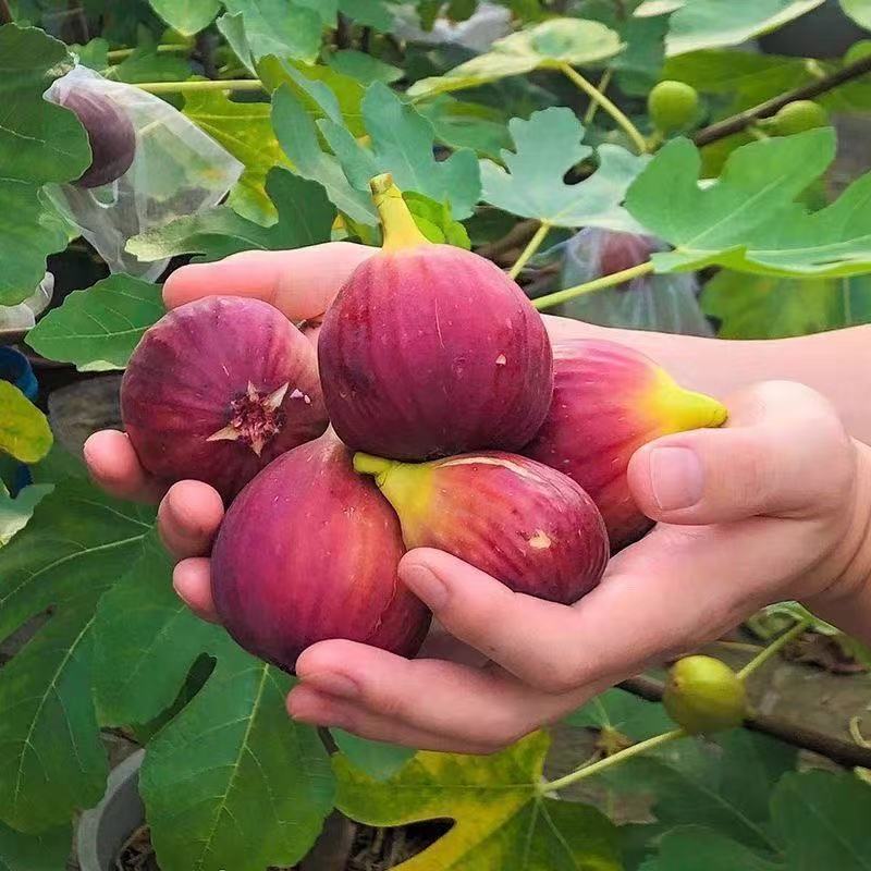 Fig Tree Seed 600 Seeds  Figs สายพันธุ์ ของแท้ 100% มะเดื่อฝรั่ง หรือ ลูกฟิก Fig Seeds เมล็ดพันธุ์ให