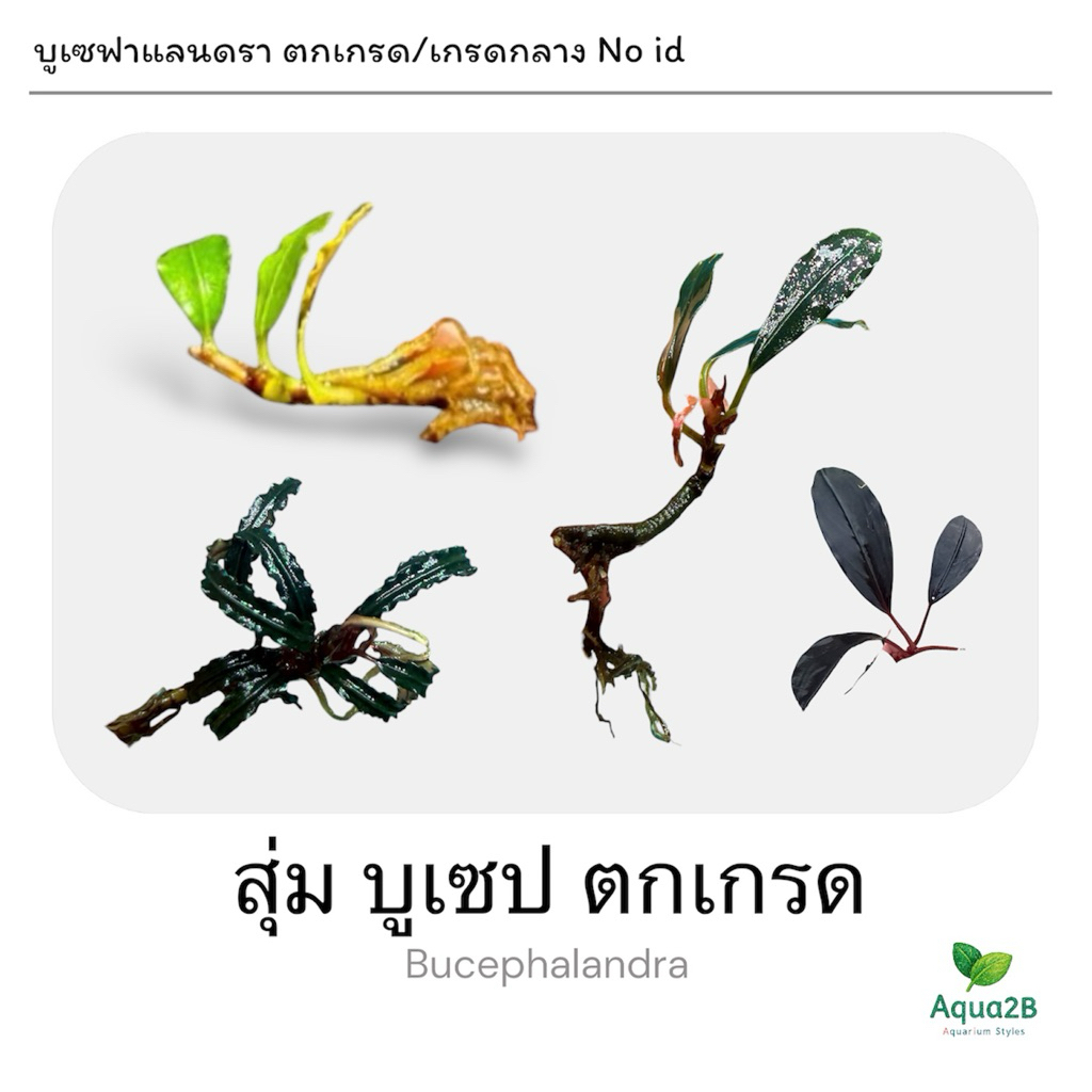 บูเซป ราคาถูก ตกเกรด เกรดกลาง สุ่ม จัดโปร 30 แถม 10🔥 ใบบก bucephalandra รบกวนอ่านก่อนสั่งซื้อ
