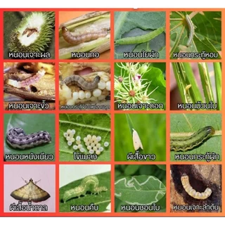 ลาร์วอน 1ลิตร คลอแรนทรานิลิโพรล #คลอแรนทรานิลิโพรล หนอนกอ หนอนเจาะ หนอนกินใส้ หนอนม้วนใบ หนอนใบขาว หนอนใหญ่ หนอนกระทู้