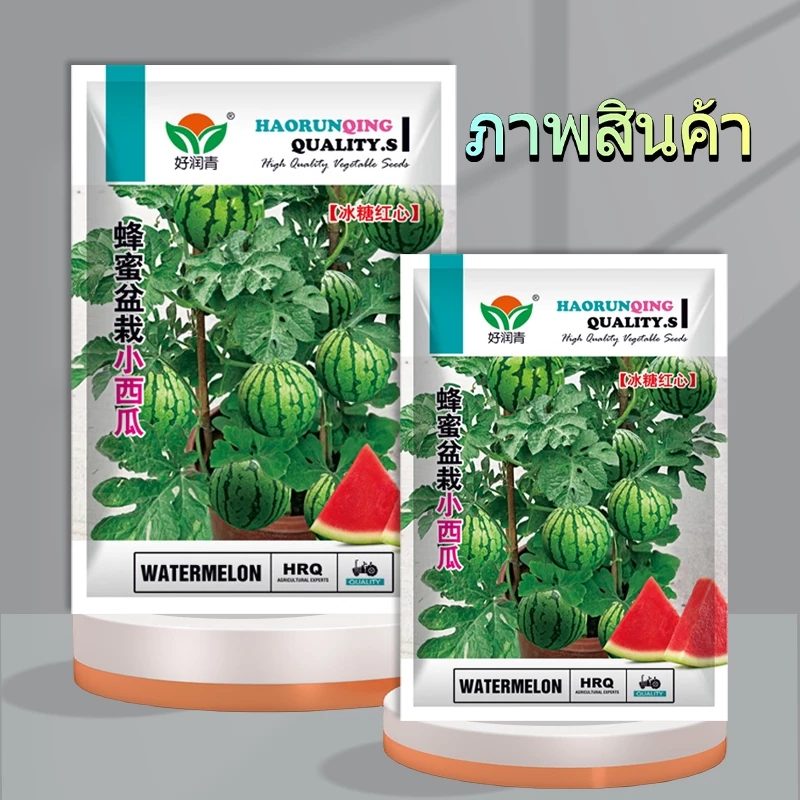 50 เมล็ด เมล็ดพันธุ์แตงโมจิ๋ว แตงโมกระถาง แตงโมแคระ งอกง่าย โตเร็ว ผลเล็ก หวานฉ่ำ ปลูกในกระถางได้