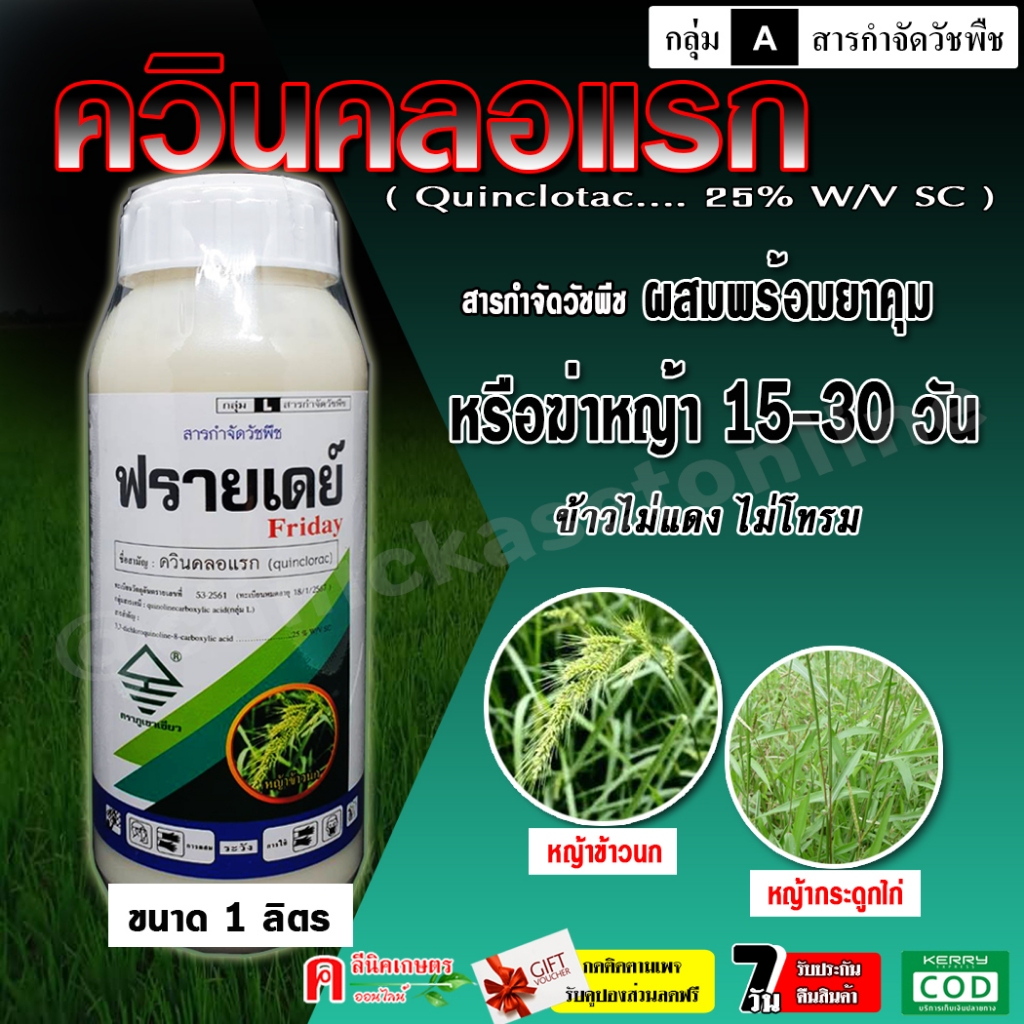 ฟรายเดย์ ควินคลอแรก25% (1 ลิตร) ใช้กำจัดวัชพืช ในนาข้าว กำจัด หญ้าข้าวนก หญ้าลิเก กระดูกไก่ หญ้าแดง