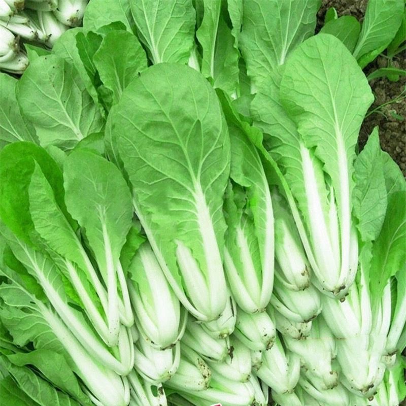 Chinese Pavito Pechay Seeds 200เมล็ด เมล็ดพันธุ์ เมล็ดผักกาดขาวน้อย Organic Vegetable Seeds for Planting เมล็ดพันธุ์ผัก