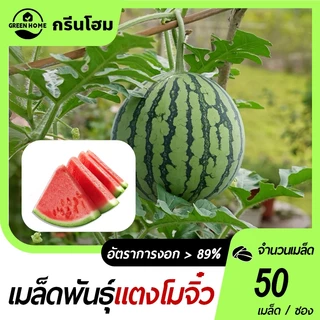 50 เมล็ด เมล็ดพันธุ์แตงโมจิ๋ว แตงโมกระถาง แตงโมแคระติดผลง่าย ผลเล็กน่ารัก เหมาะปลูกกินเอง