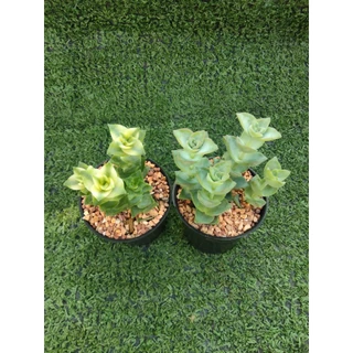 ต้นคลาสซูล่า Perforata [Crassula Perforata ] ไม้ในกระถาง2"