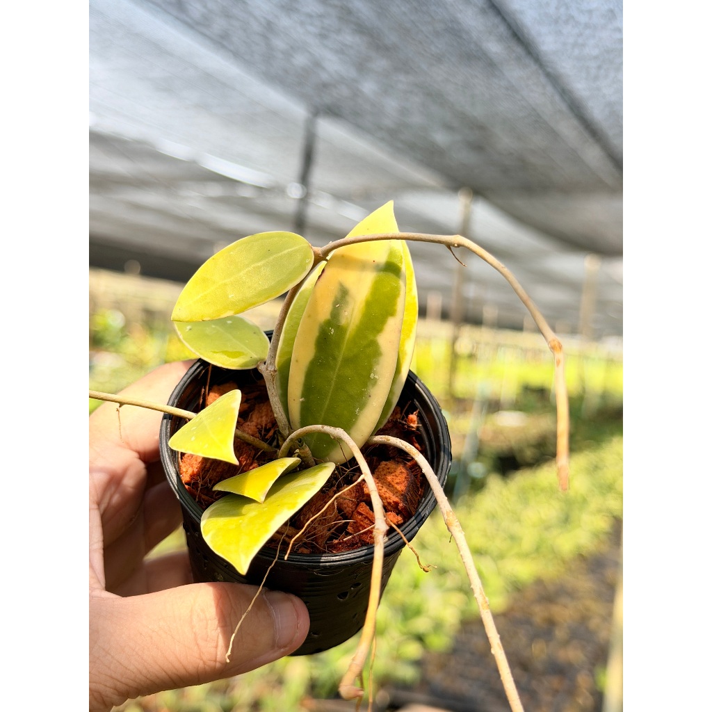 มุมมอง 4