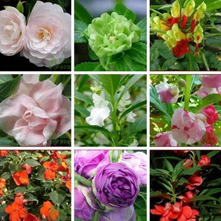 GEMI ซื้อ 5 แถม 5 ฟรี！เมล็ดดอกเทียนซ้อน 180 เมล็ด เทียนกุหลาบ สีขาว, แดง, ชมพู, ม่วง, ด่าง