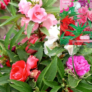 GEMI ซื้อ 5 แถม 5 ฟรี！เมล็ดดอกเทียนซ้อน 180 เมล็ด เทียนกุหลาบ สีขาว, แดง, ชมพู, ม่วง, ด่าง