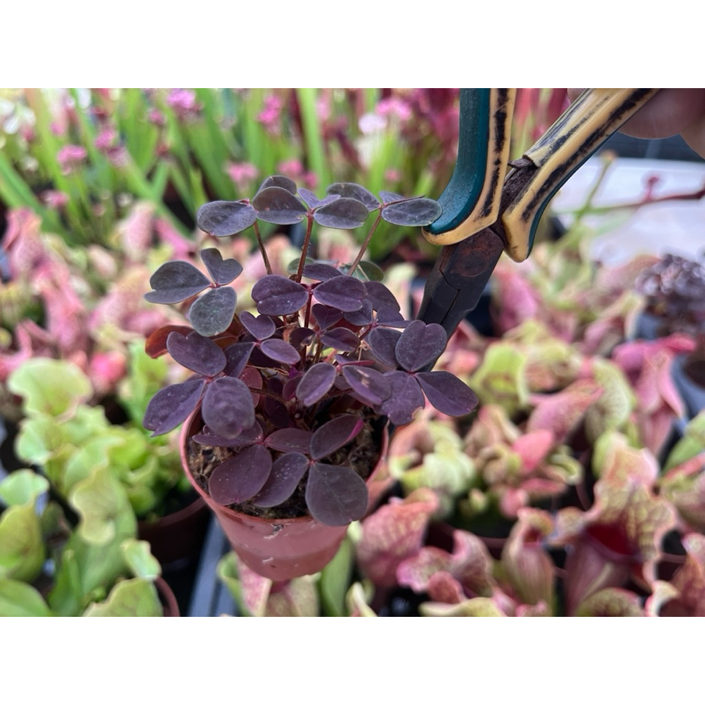 Oxalis yellow flower🌼🌼🌼🌼