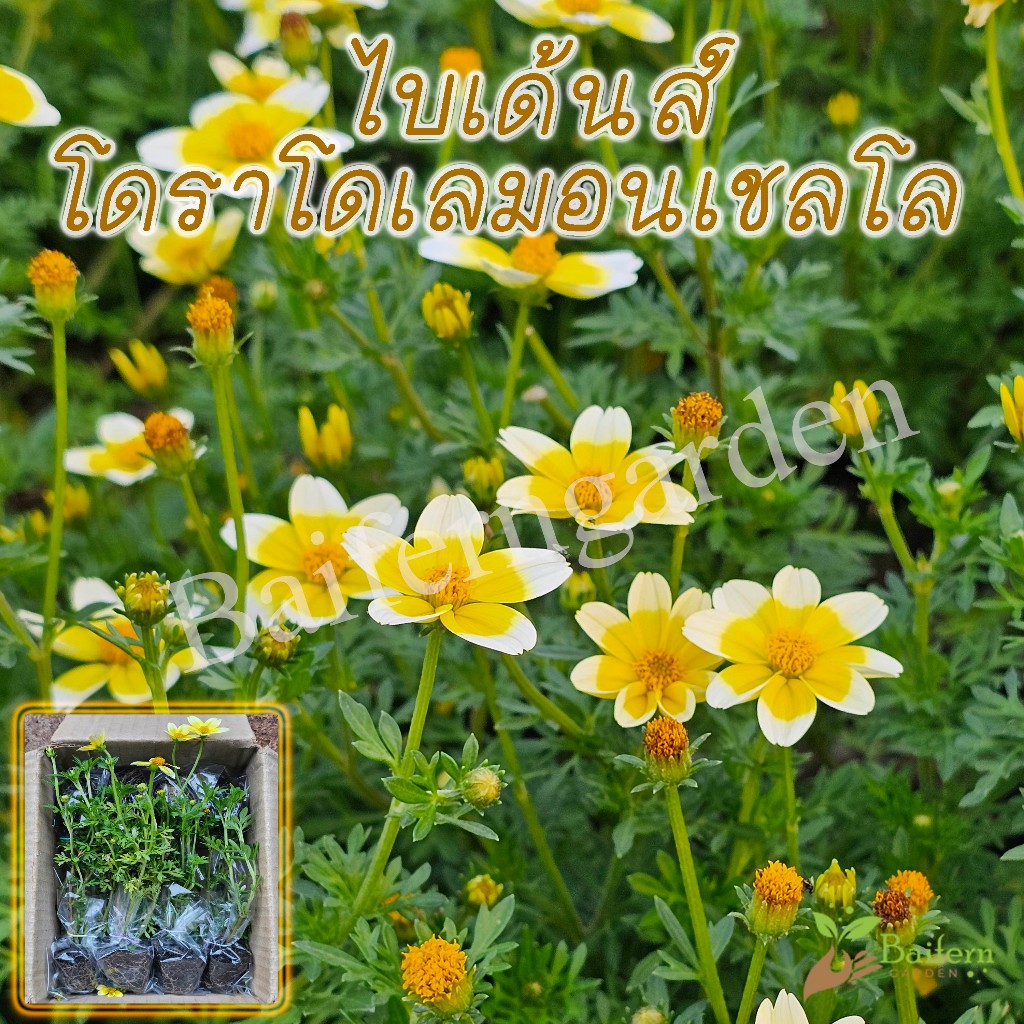 ต้นกล้าดอกไบเด้นส์โดราโดเลมอนเชลโล (Bidens Dorado Lemoncello) ดอกไม้กินได้ ต้นแข็งแรงรากเยอะพร้อมปลูก
