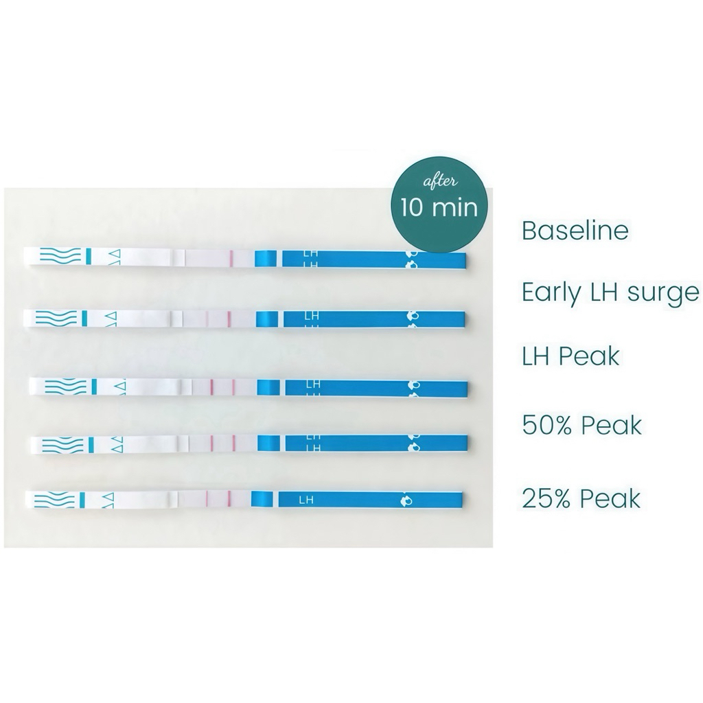 ชุดตรวจไข่ตก ที่ตรวจไข่ตก แถมถ้วยฟรี🆓LH Ovulation เทสไข่ตก ตัวช่วย มีบุตรยาก เพิ่มอัตราการตั้งครรภ์ อยากท้อง คำนวณหาวัน - รูปที่ 4