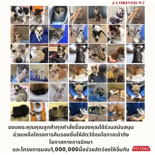 Petsmile น้ำยาเช็ดหูสุนัข เช็ดหูหมาสูตรสัตวแพทย์ ลดกลิ่นเหม็น ออร์แกนิกLongevity by Doctor Chopetch