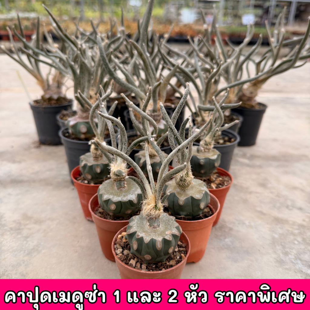 คาปุดเมดูซ่า ราคาพิเศษ ไม้สะสม กราฟ กระถาง2 3นิ้ว แอสโตรไฟตัม Astrophytum caput medusae