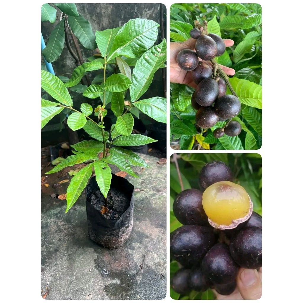 ต้นลำไยคริสตัลสีม่วงจัมโบ้ (เพาะเมล็ด)สูง40-60cm