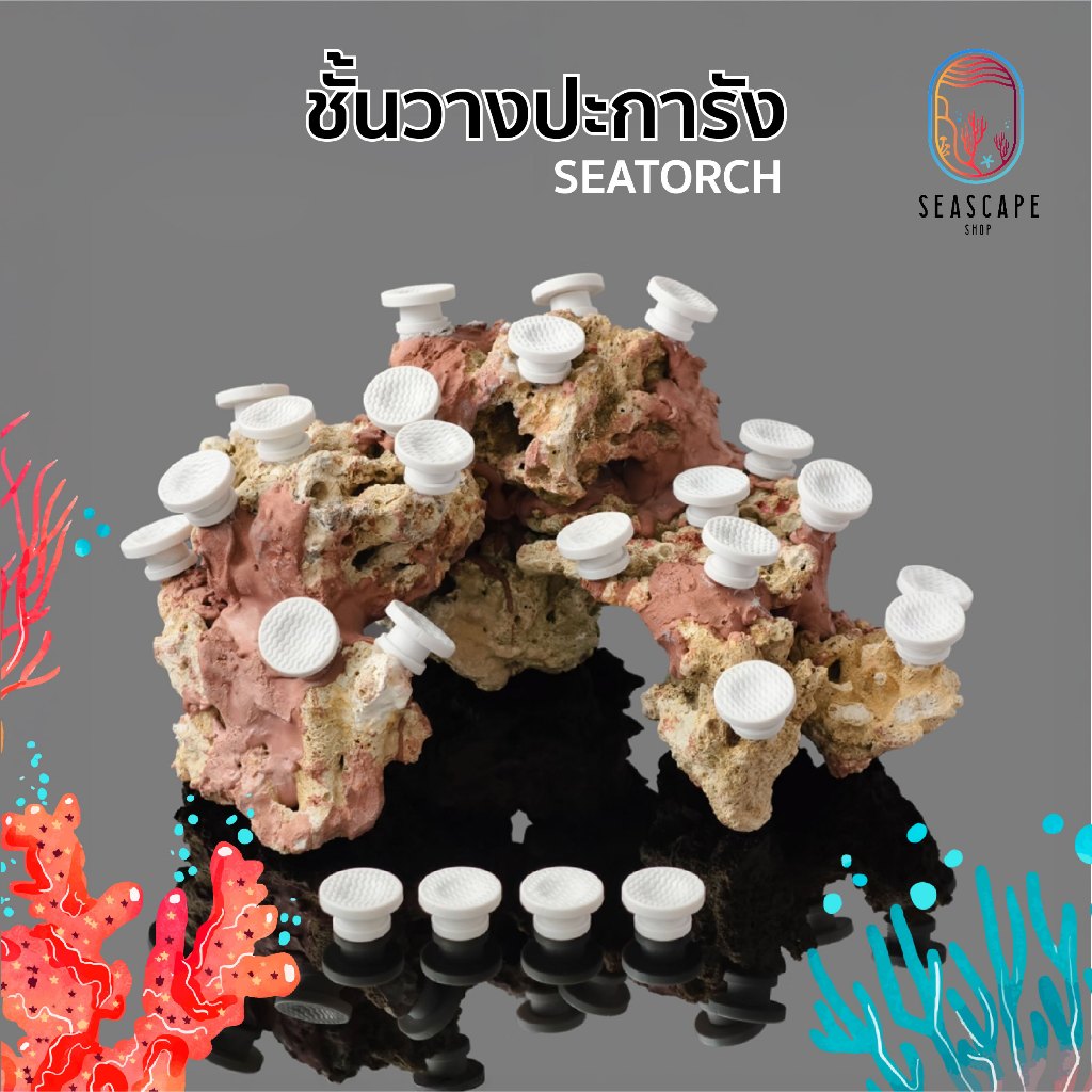 ฐานปะการัง Seatch ฐานเคลื่อนย้ายได้ ฐานกิ่งไม้แข็ง ฐานปะการัง